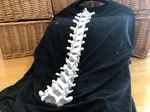 Modelo 3d de Columna vertebral portátil para impresoras 3d