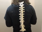  Wearable spine  3d model for 3d printers