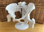 Modelo 3d de Modelo magnético de pelvis femenina de 6 piezas para impresoras 3d