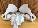 Modelo 3d de Modelo magnético de pelvis femenina de 6 piezas para impresoras 3d