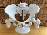 Modelo 3d de Modelo magnético de pelvis femenina de 6 piezas para impresoras 3d