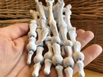  Fingerbone windchime  3d model for 3d printers