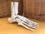 Modelo 3d de Modelo de pie humano anatómicamente correcto de tamaño completo para impresoras 3d