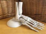 Modelo 3d de Modelo de pie humano anatómicamente correcto de tamaño completo para impresoras 3d