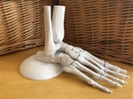  Full size anatomically correct human foot model  3d model for 3d printers