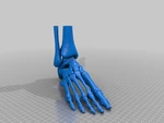  Full size anatomically correct human foot model  3d model for 3d printers