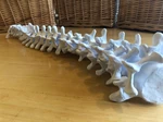 Modelo 3d de Columna vertebral articulada anatómicamente correcta de tamaño completo para impresoras 3d