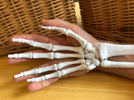 Modelo 3d de Modelo de mano humana anatómicamente correcta de tamaño completo para impresoras 3d
