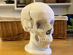  Full size anatomically-correct 18-piece magnetic human skull model  3d model for 3d printers