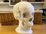 Modelo 3d de Modelo de cráneo humano magnético de 18 piezas anatómicamente correcto de tamaño completo para impresoras 3d