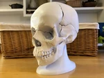 Modelo 3d de Modelo de cráneo humano magnético de 18 piezas anatómicamente correcto de tamaño completo para impresoras 3d