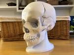  Full size anatomically-correct 18-piece magnetic human skull model  3d model for 3d printers