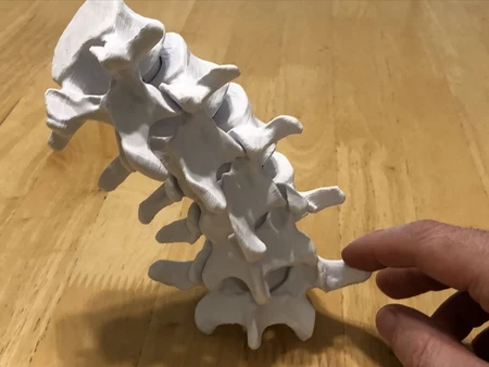 Modelo 3d de Articulación de las vértebras lumbares para impresoras 3d