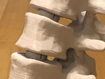  Articulating lumbar vertebrae  3d model for 3d printers