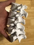  Articulating lumbar vertebrae  3d model for 3d printers