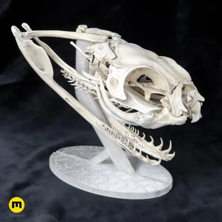 Modelo 3d de Cráneo de serpiente víbora de gabón para impresoras 3d